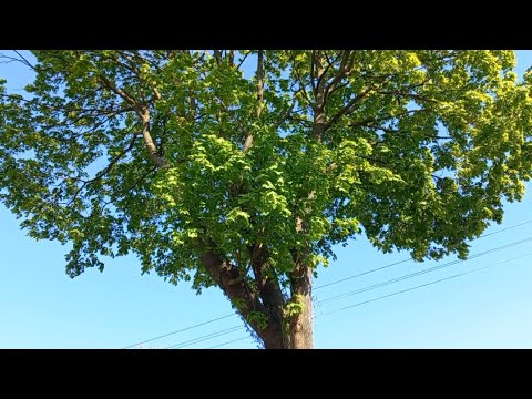 Другий ранок літа (вітряний) - YouTube