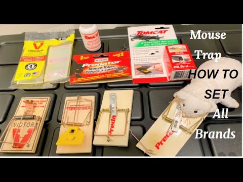 How to SET a Mouse TRAP in Simple STEPS | Tomcat Victor Mouse Trap | BEST bait