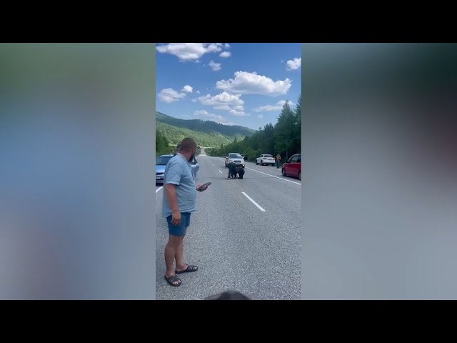 Неожиданные встречи с медведем