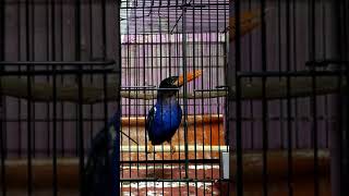 Download lagu SUARA NGEKEK KAYA GINI PALING DI CARI BUAT MASTERAN, TENGKEK UDANG SUPER GACOR BUNYI NGEKEK KERAS mp3