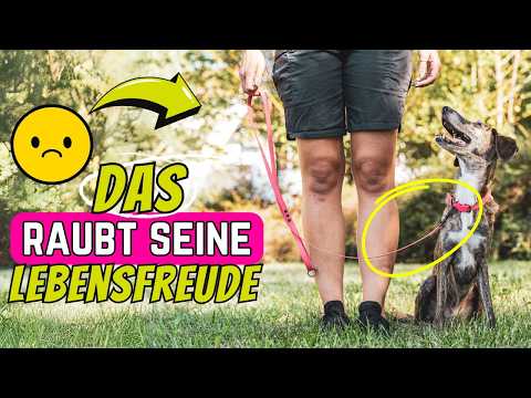 6 things that make male dogs lose their zest for life