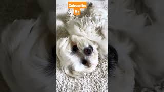 Download lagu SNAP #shorts mp3