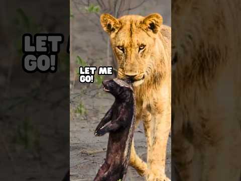 When Honey Badgers Mess Up💀