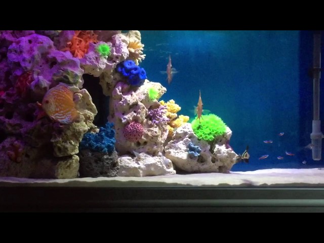 Discus aquarium