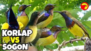 Download lagu SOGON VS KOLIBRI KELAPA mp3 Download lagu SOGON VS KOLIBRI KELAPA mp3