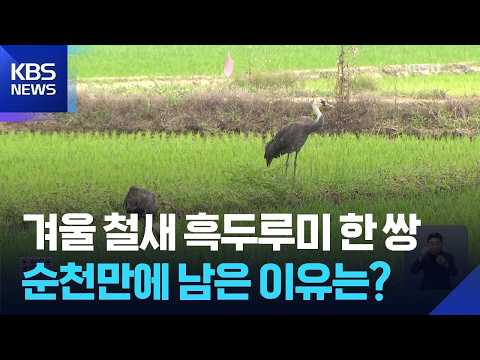 순천만서 여름 맞은 흑두루미 한 쌍…고향 못 간 사연은? / KBS 2026.06.17.