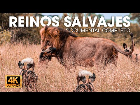 🔴Animales Salvajes | Choques entre Depredadores del África Austral | NATUREZA VIDA