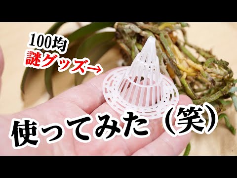 氷入りの水蘭 なぜ氷を時々鍋の中に入れるのですか 水道の蛇口の花は何ですか