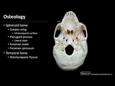Infratemporal Fossa - Osteology