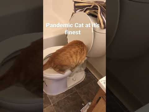 My mom’s cat taught himself to pee in the toilet