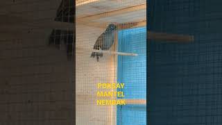 Download lagu POKSAY MANTEL GACOR mp3 Download lagu POKSAY MANTEL GACOR mp3