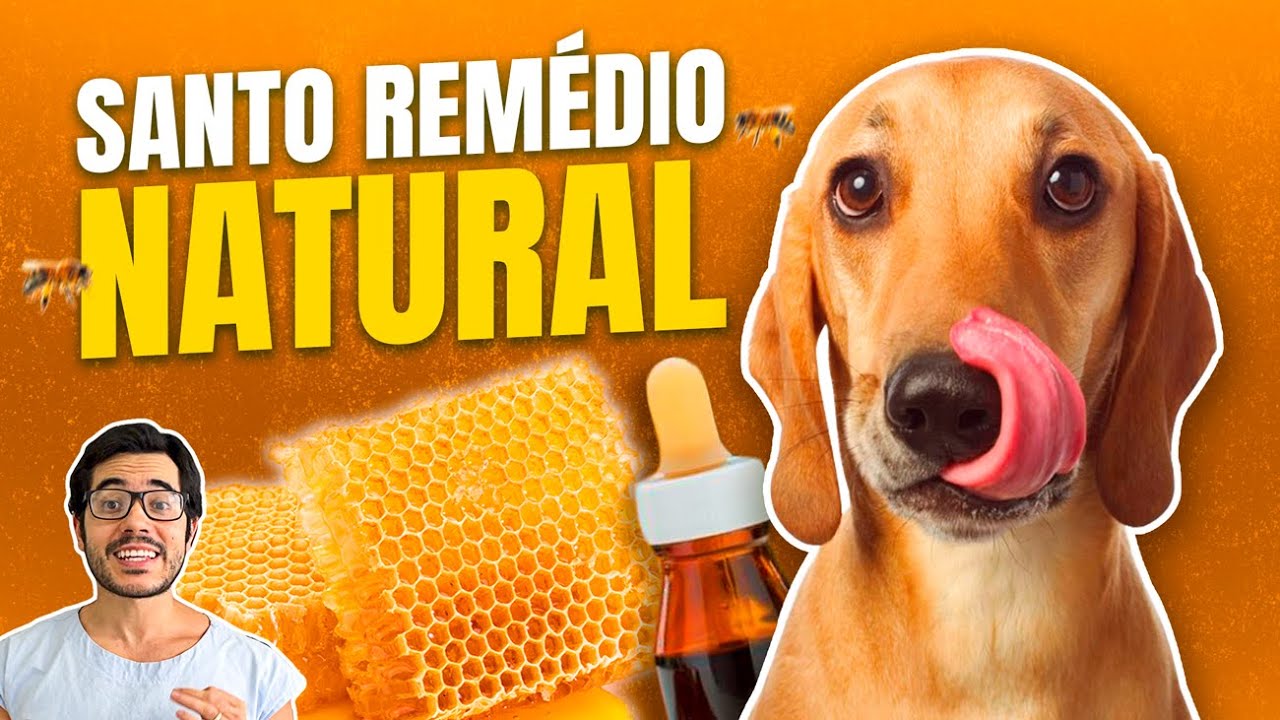 PRÓPOLIS: BENEFÍCIO CERTO para Cachorros e Gatos! ACABA com VÍRUS, BACTÉRIAS E FUNGOS. Gera SAÚDE.