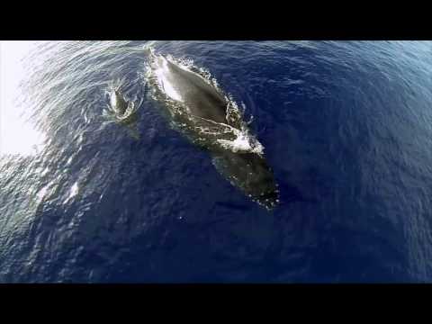 Baleia De Aquário - Rogério Skylab