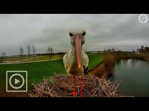 Ooievaarscam: Wat kijk je nou? | #WILDCAM
