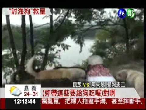 "討海狗"泳渡上岸 等善心婦餵養