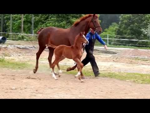 Hengstfohlen von Borsalino - Bentano II - Natiello xx - Weltmeyer
