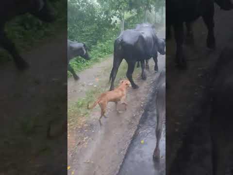 dog 🐕🐶🐕🐕🐕🐕is great👍👍👍👍👍👏👏👏👏👏👏👏👏👏 🚶‍♀️🚶‍♀️🐂🐂🐂🐂🐂💪💪💪💪💪