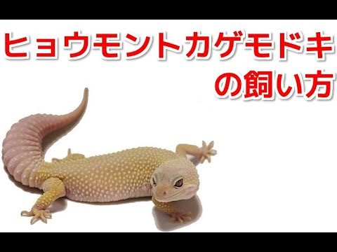 ヒョウモントカゲモドキの飼い方