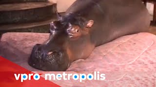 A hippo in the house in South Africa - vpro Metropolis