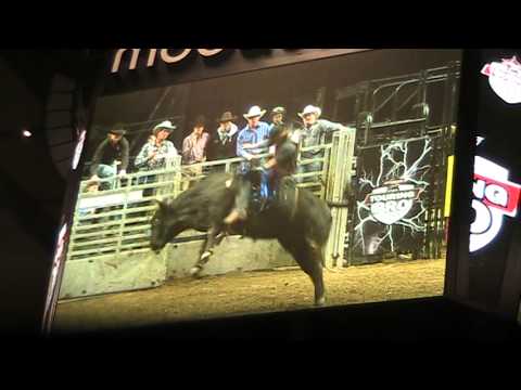 Stray Cat @ PBR Slow Motion