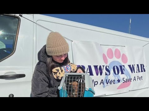 How animal rescue groups are helping Ukrainian refugees, their pets