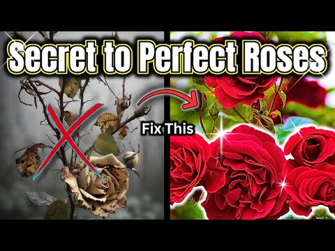 The ONE Rose Secret Everyone Forgets!
