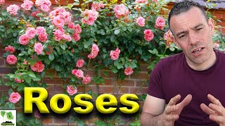 How To Grow Roses - This Is What Professionals Do!