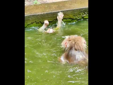 Aug-07-25 Baby Lynx , Jacee, Newborn, Baby , abandoned monkey 010 #monkey #wildlife #Lynx #luna