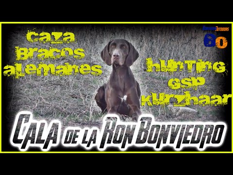 CAZA con BRACO ALEMAN | HUNTING with POINTING DOGS
