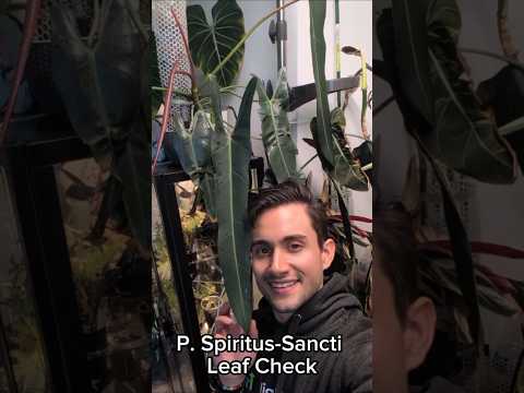 Dream Plant! Philodendron Spiritus Sancti Leaf Update! #philodendron #spiritusSancti #plants