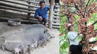 Robert takes care of the pigs, Mai picks grapes to sell. Green forest life