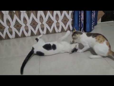 What A Fight! What Will Happen?