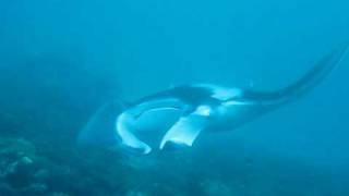 preview picture of video 'Manta Ray in the Maldives, Cinnamon Island, Alidhoo'