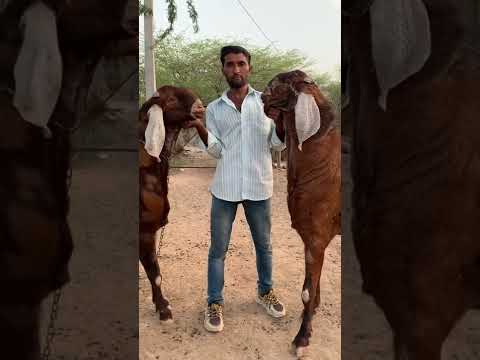 Biggest Ajmere Goats of Chauhan Goat Farm Ajmer