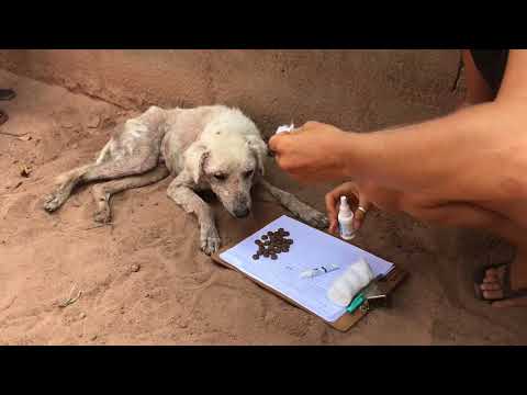 Promoting welfare of dogs in rural South Africa