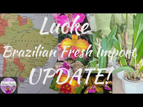 Lucke Brazilian Fresh Import Cattleya Orchids Update