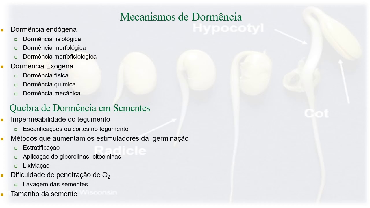 Fisiologia da germinação de sementes - tipos de sementes