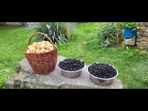 Potravinová soběstačnost - Sklízíme ovoce, zavařujeme a bouráme zdi a stropy námi vystavěných hranic