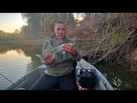 BOTAVATÓ PERGETÉS ÉS A VÉGÉN EGY NAGYOBB SÜLLŐ - Pergetés a Tiszán.