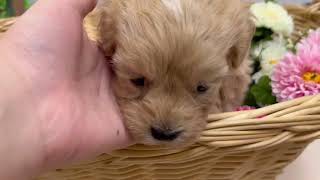 ハーフ犬の動画01