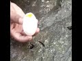 Tangkap Ikan Pakai Telur