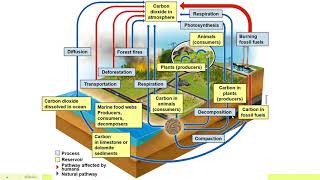 APES Unit 1.4: The Carbon Cycle