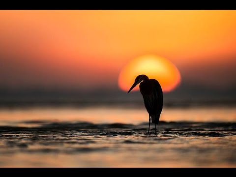 DORELA URBINA - ORGULLO