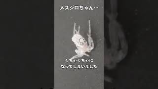 【緊急】ハエトリグモがｸﾁｬｸﾁｬになってしまいました…