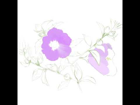 Mugunghwa(rose  of  Sharon) iPad Drawing by Grandma