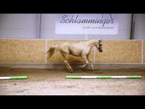 Herkules: GOLDRICHTIG P x TOP ANTHONY II