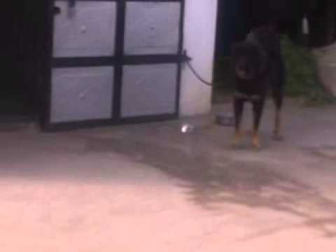 tibettian mastiff dogs by Mankomal Grewal