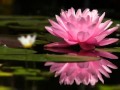 Floating Lotus - Kitaro - YouTube2.flv