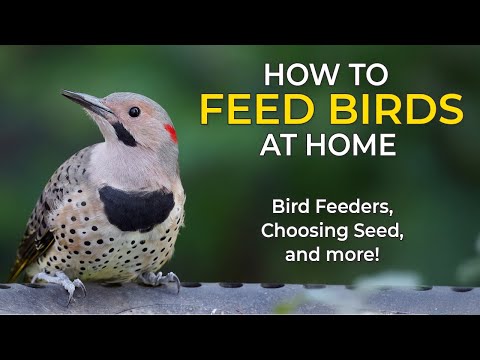 How to Feed Birds at Home - A Complete Guide