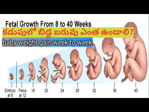 how much baby weight gain week to week during pregnancy/కడుపులో బిడ్డ బరువు ఎంత ఉండాలి?